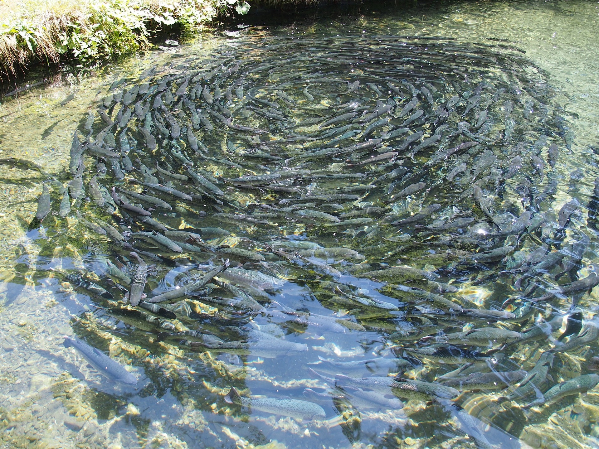 Aquaculture : Contrôle de la qualité des eaux - Aqualabo